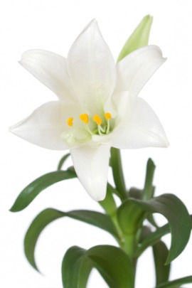 Easter lily