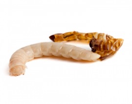 ecdysis