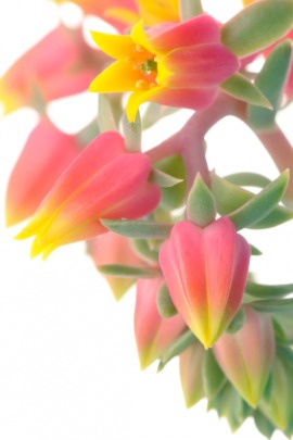 echeveria
