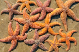 echinoderm