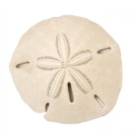 echinoid