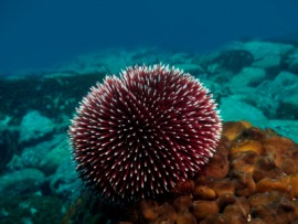 echinus