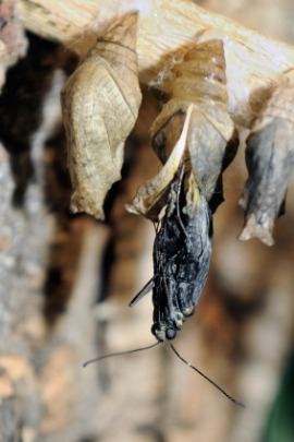 eclosion