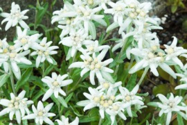 edelweiss
