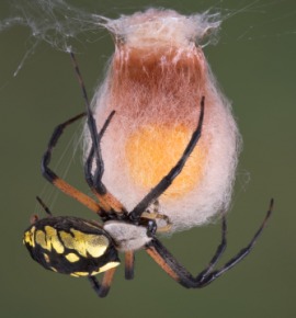 egg case