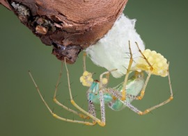 egg sac