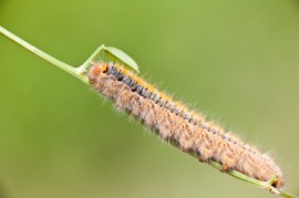 eggar