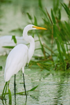egret