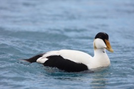 eider