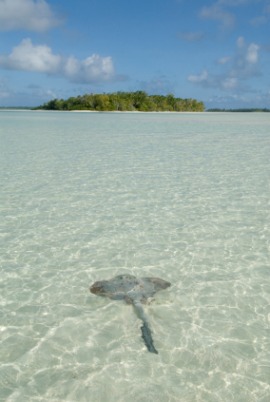 elasmobranch