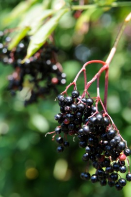 elderberry