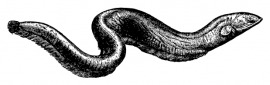 electric eel