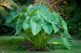 elephant's-ear