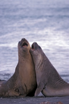 elephant seal