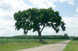 elm