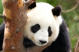 endangered species