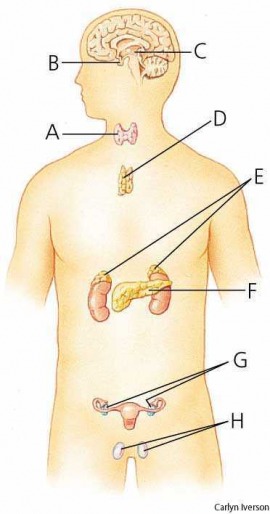 endocrine gland