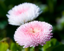 English daisy