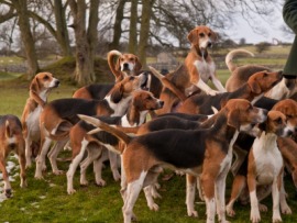 English foxhound