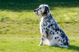 English setter