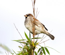 English sparrow