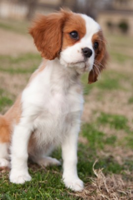 English toy spaniel