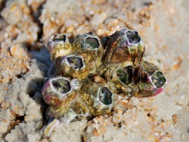 entomostracan