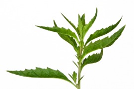 epazote