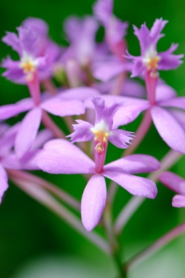 epidendrum