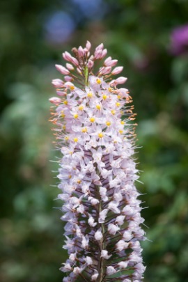 eremurus