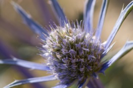 eryngo