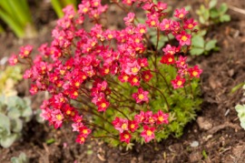 escallonia