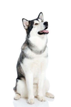 Eskimo dog
