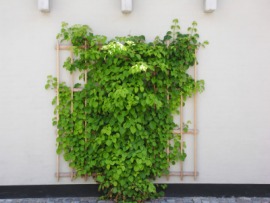 espalier