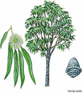 eucalyptus