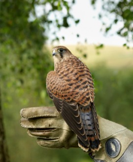 European kestrel
