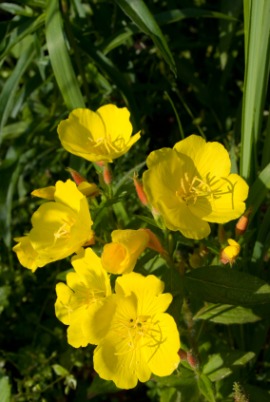 evening primrose