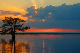 Everglades