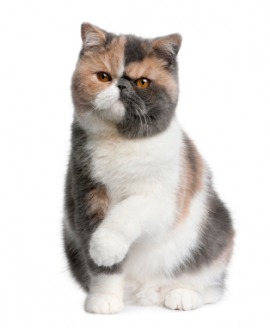 exotic shorthair