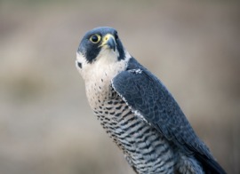 falcon