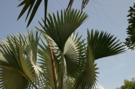 fan palm