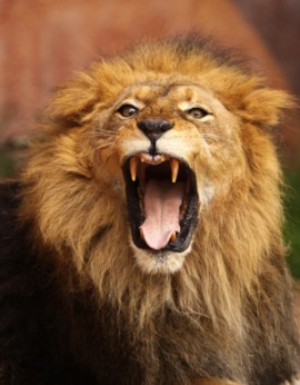 fang