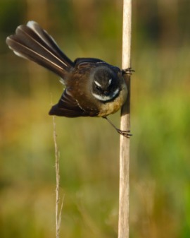 fantail