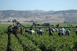 farm hand