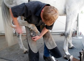 farrier