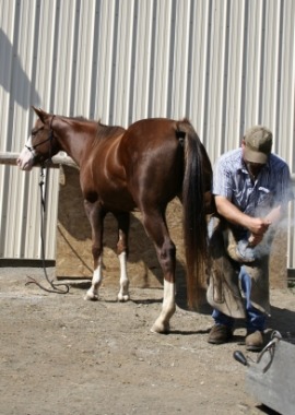farriery