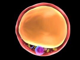 fat cell