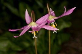 fawn lily