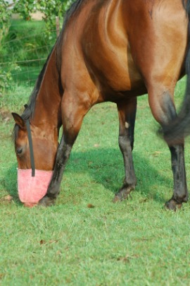 feedbag