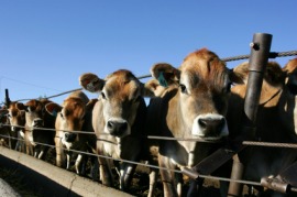 feedlot